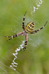 101 Wespenspinne - Argiope bruennichi